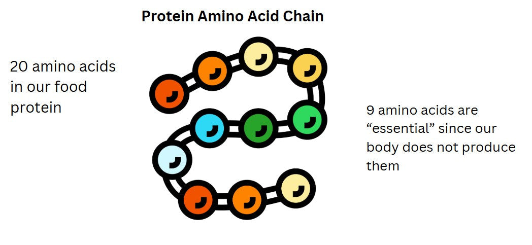 Protein Amino Acids 101