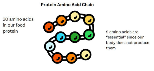 Protein Amino Acids 101